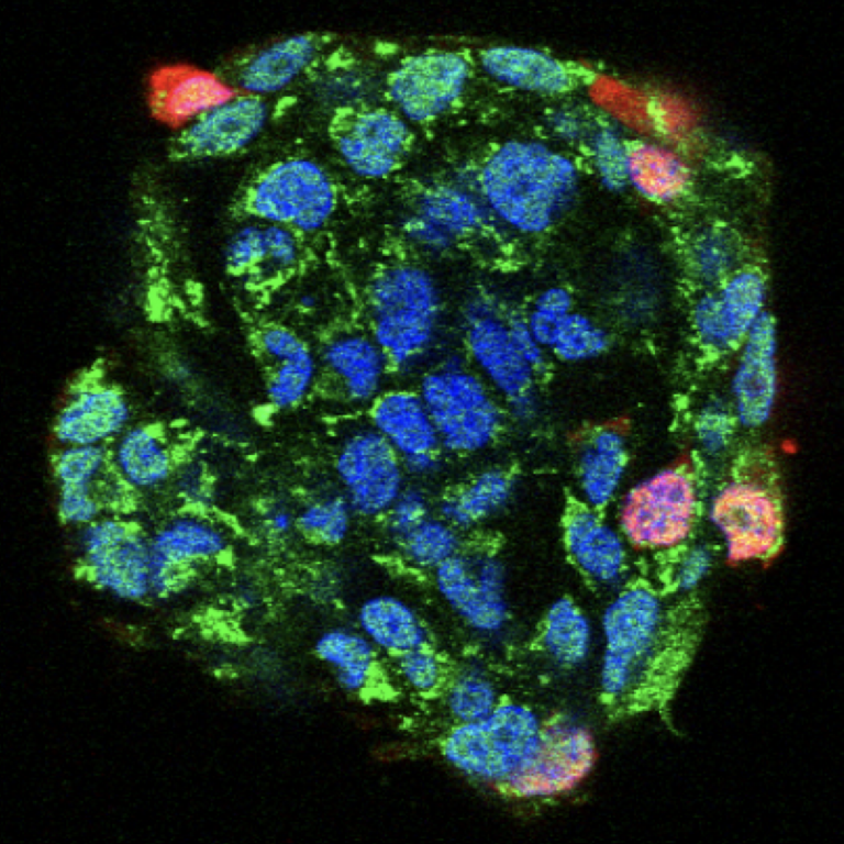 VirusHost Interaction 北海道大学 医学研究院 細胞生理学教室